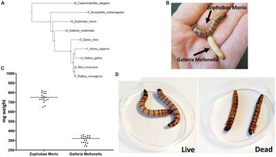 Zophobas morio larvae as a novel model for the study of Acinetobacter virulence and antimicrobial resistance